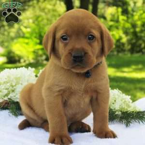 Cedar, Fox Red Labrador Retriever Puppy